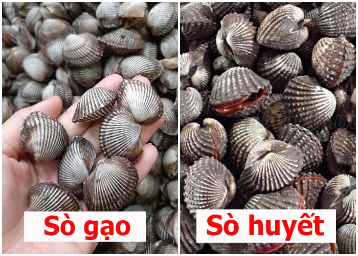Cách phân biệt sò huyết và sò gạo khi đi du lịch biển ăn hải sản