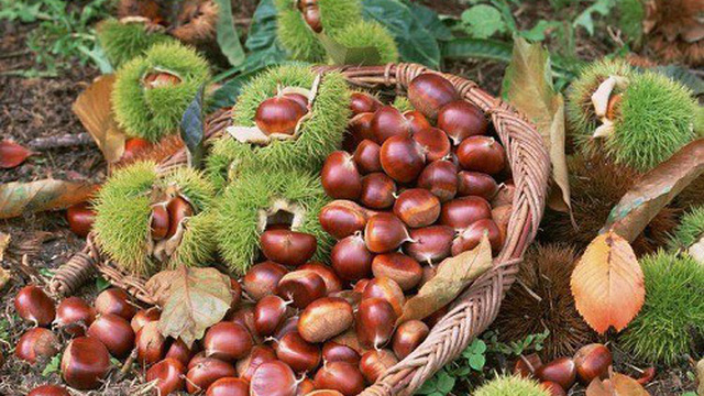 Hạt dẻ Trùng Khánh