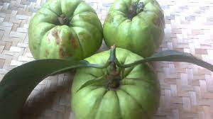 Quả tai chua miền Bắc Quả tai chua miền Bắc