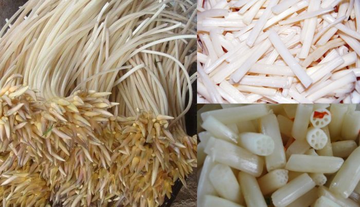 Giới thiệu về ngó sen Giới thiệu về ngó sen