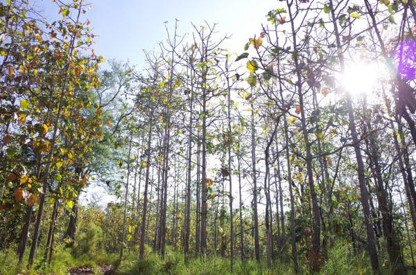 Vườn quốc gia Yok Đôn Vườn quốc gia Yok Đôn