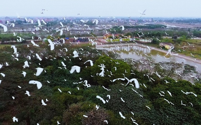 Đảo cò Thanh Miện Hải Dương