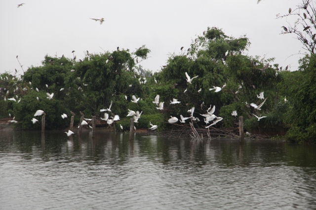 Đảo cò Thanh Miện Hải Dương