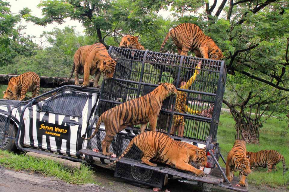 Khách du lịch thích thú với vườn thú safari phú quốc