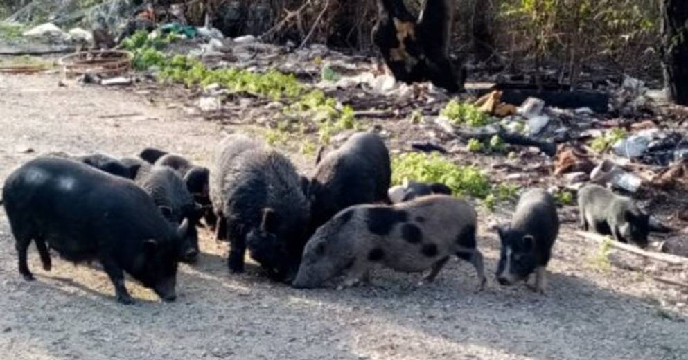 Du lịch Sapa nhất định phải thưởng thức món lợn mẹt